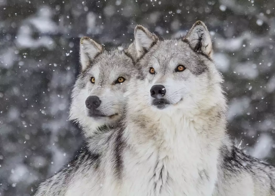 Wolves in Yellowstone National Park