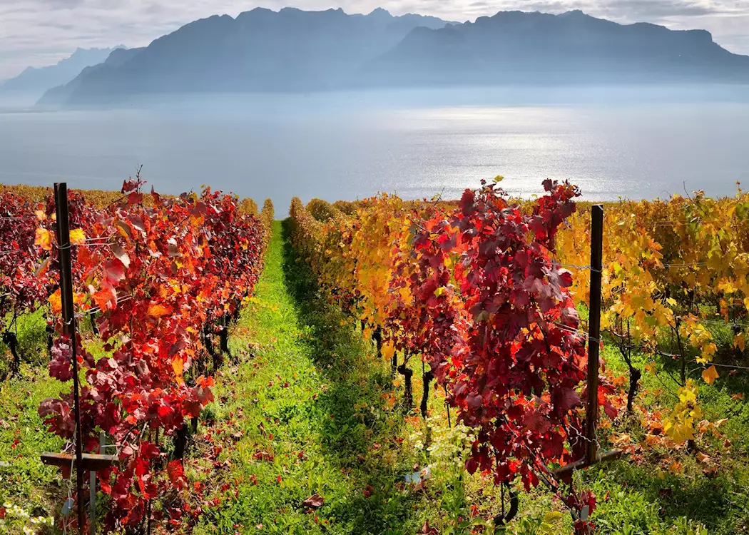 Vineyards overlooking Lake Geneva