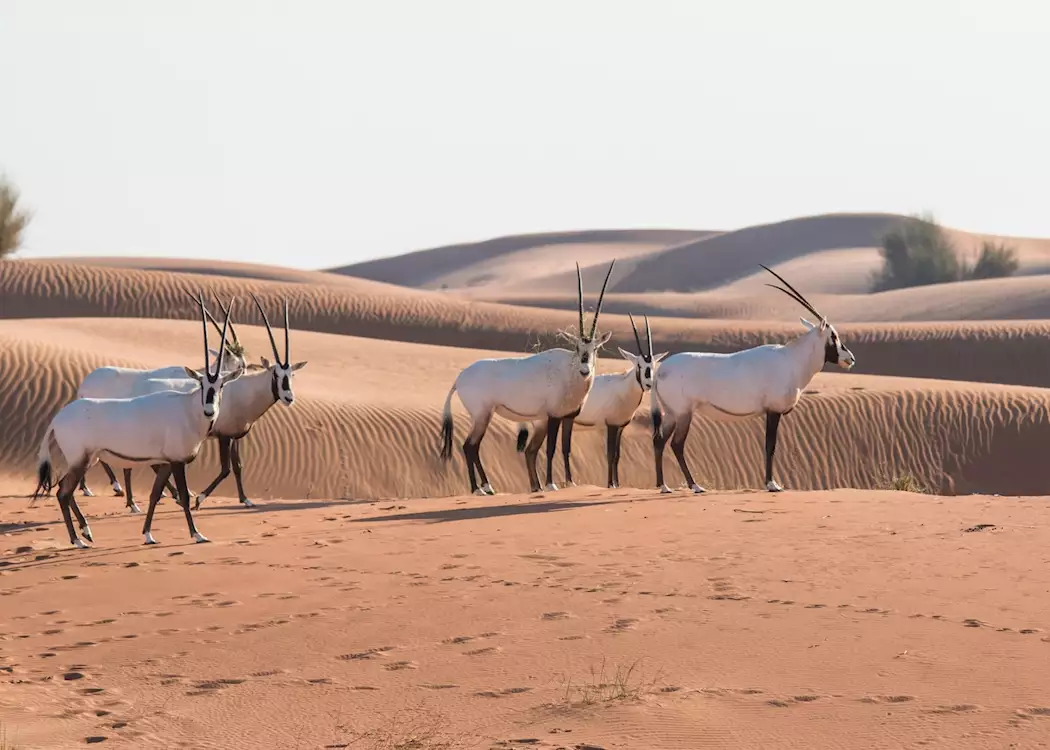 Arabian oryx in the desert, Dubai