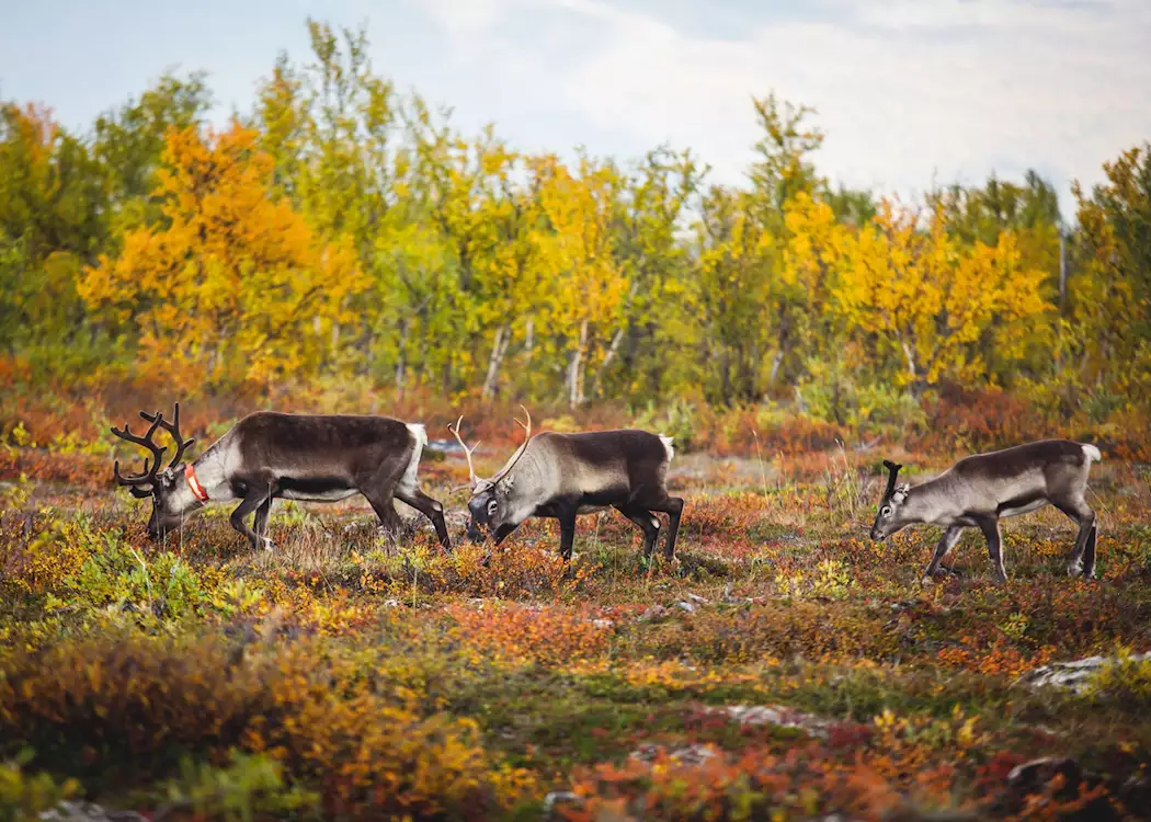 Reindeer grazing the pastures of Swedish Lapland
