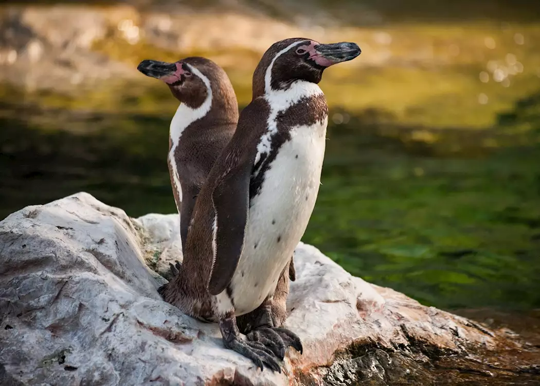 Penguins in the Otago Peninsula