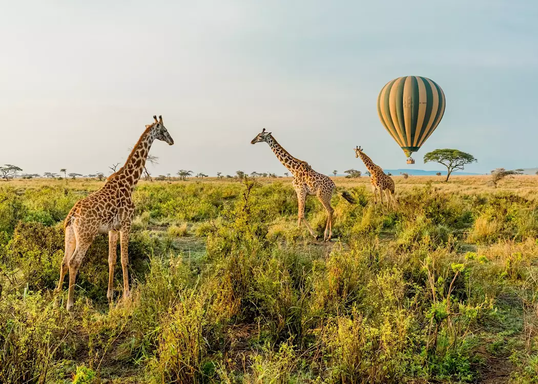 Family Safari Travel Experiences in Tanzania