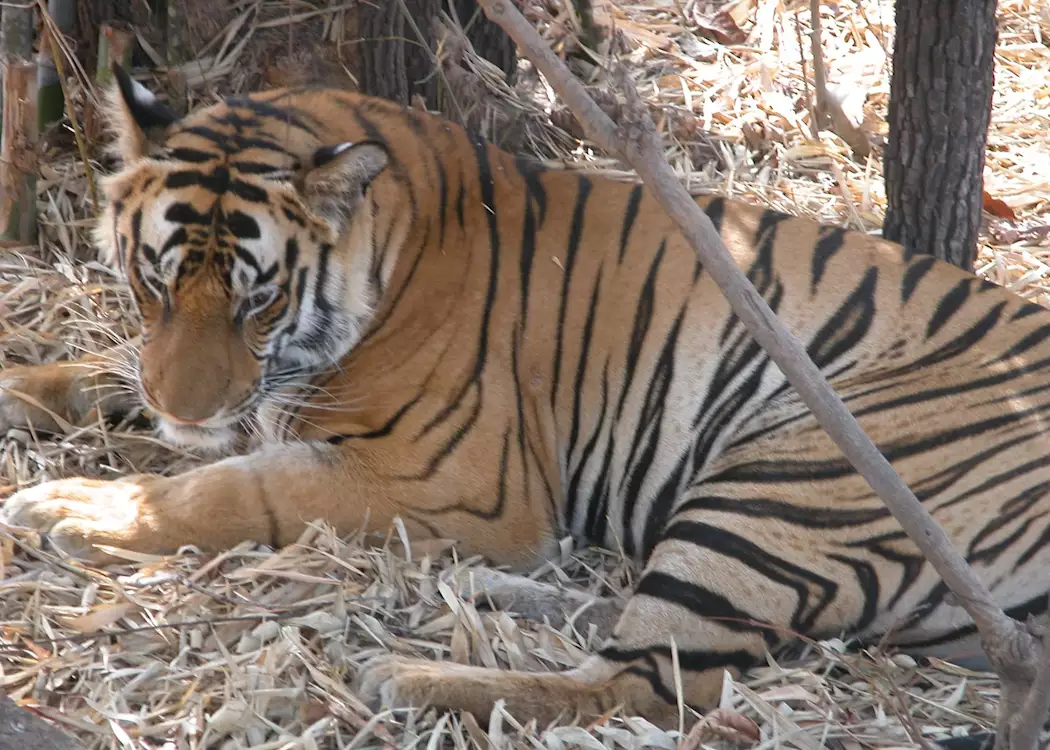 Tiger resting under some bamboo vegetation, Bandhavgarh