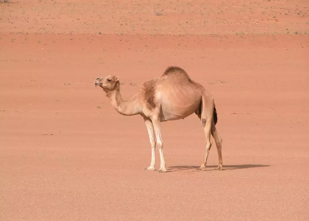 Camel, Wahiba Sands