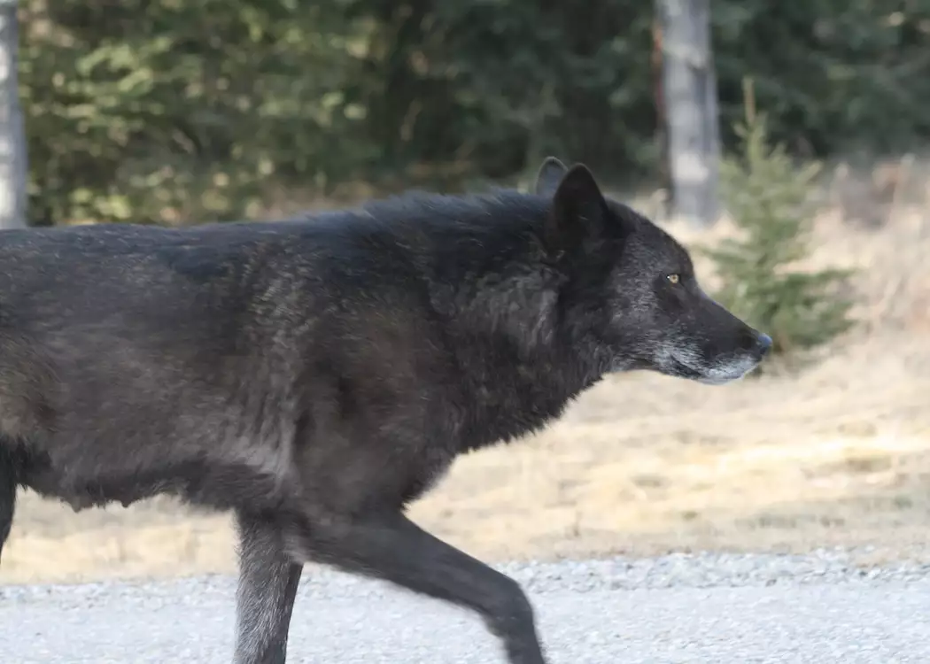 Black wolf on the Bow Valley Parkway near Banff