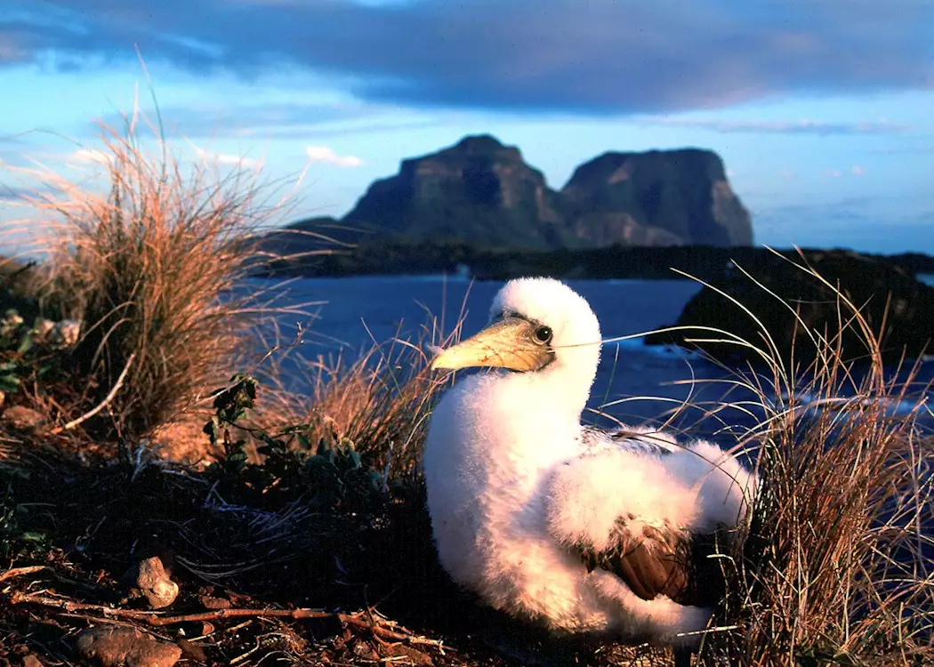 Boobie Bird, Lord Howe Island