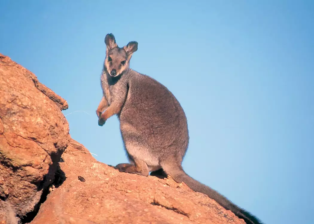 Black Footed Rock Wallaby, Central Australia