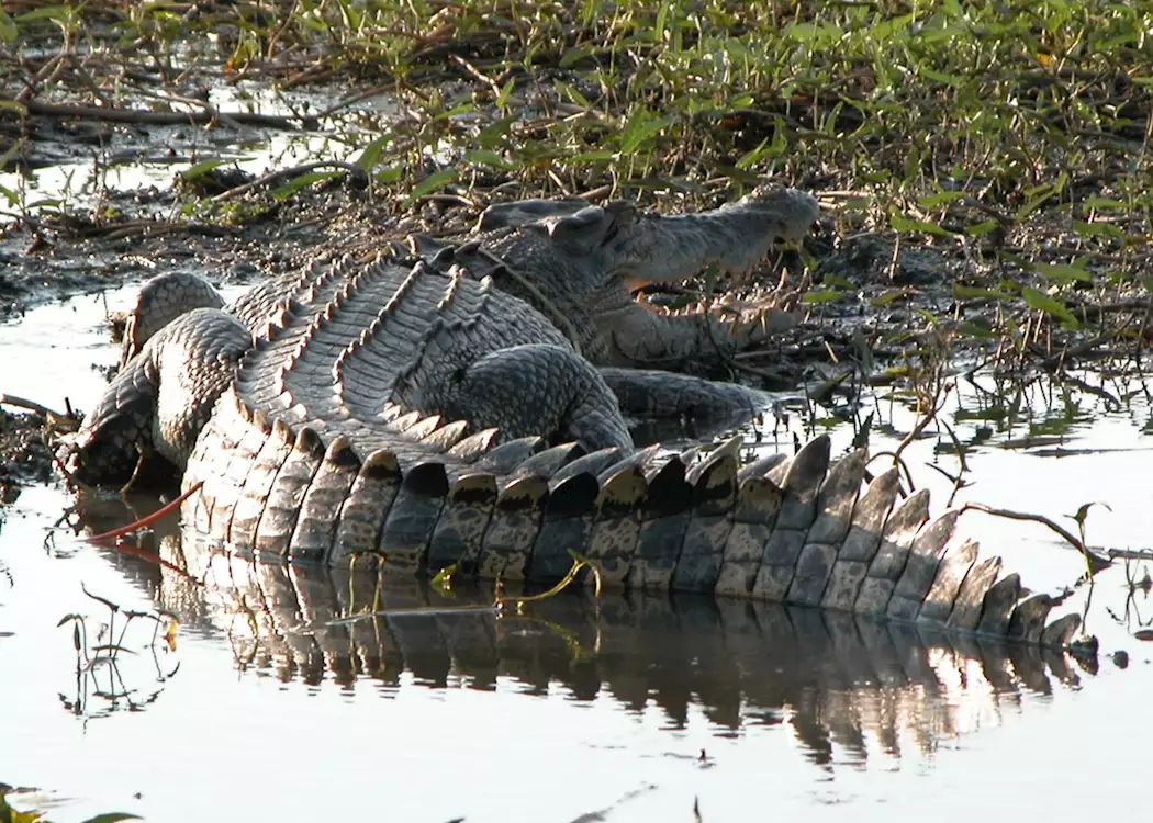 Crocodile, Yellow Water Billabong
