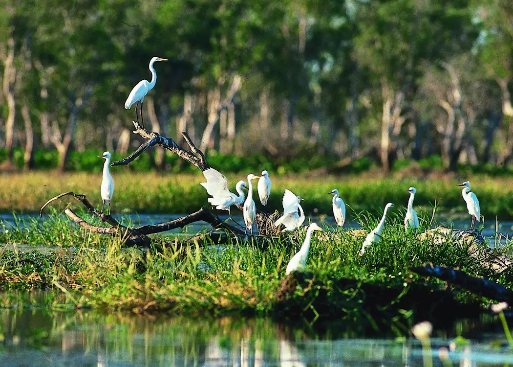 Egrets, Yellow Water Billabong, Kakadu National Park