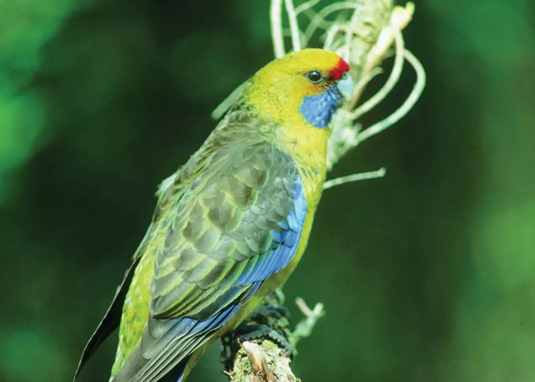 Green Rosella, Jervis Bay, NSW