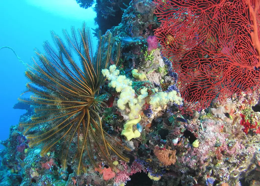 Fiji's beautiful corals