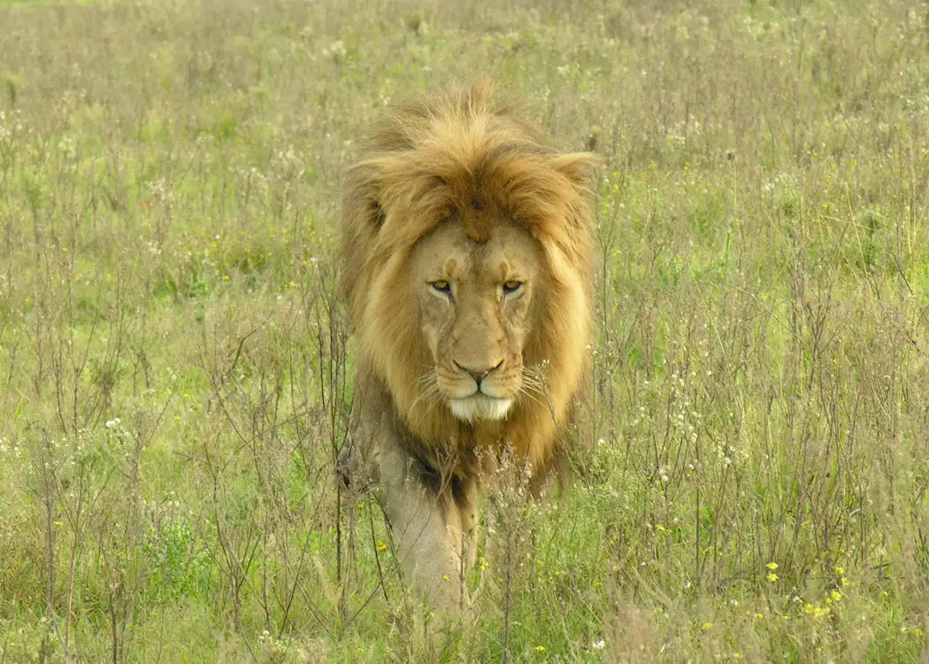 Lion, Greater Kruger Park