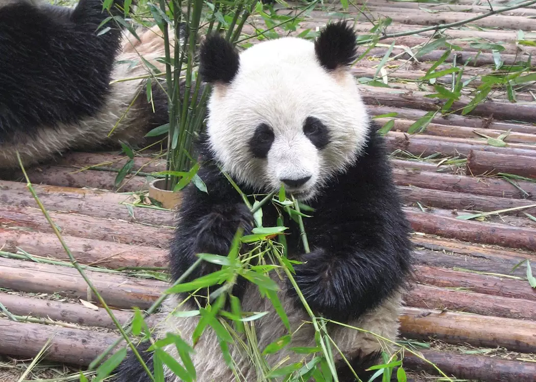 Panda at Chengdu