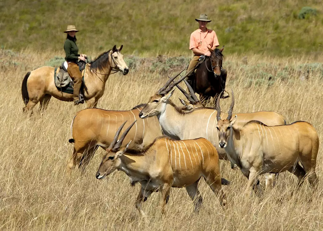Horse riding on Nyika Plateau