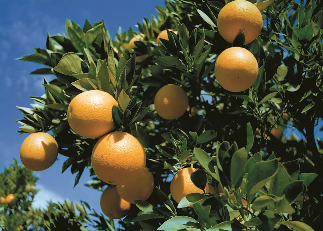 Oranges Citrusdal