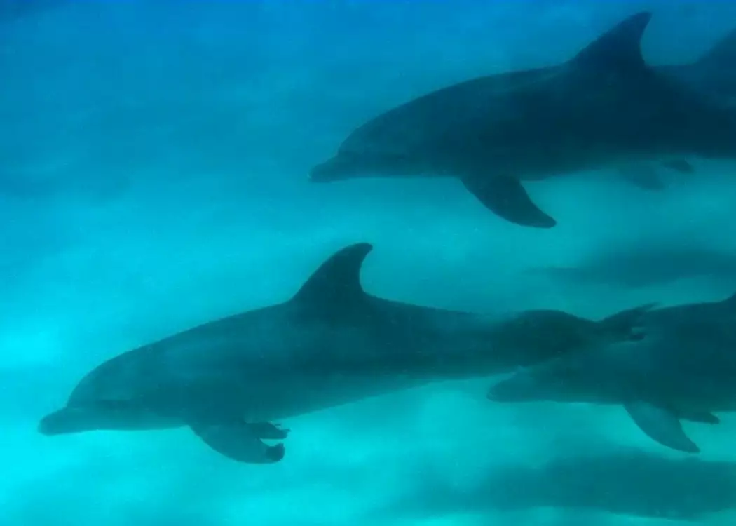Dolphins of the Bazaruto Archipelago