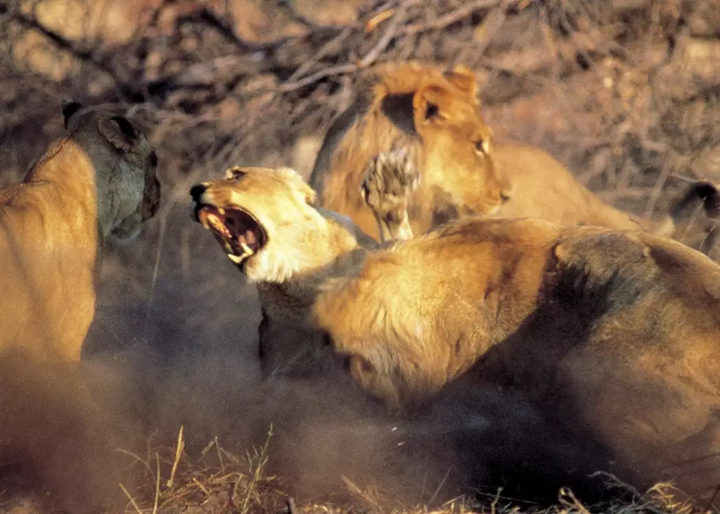 Lioness fight, Kwando Concession, Botswana