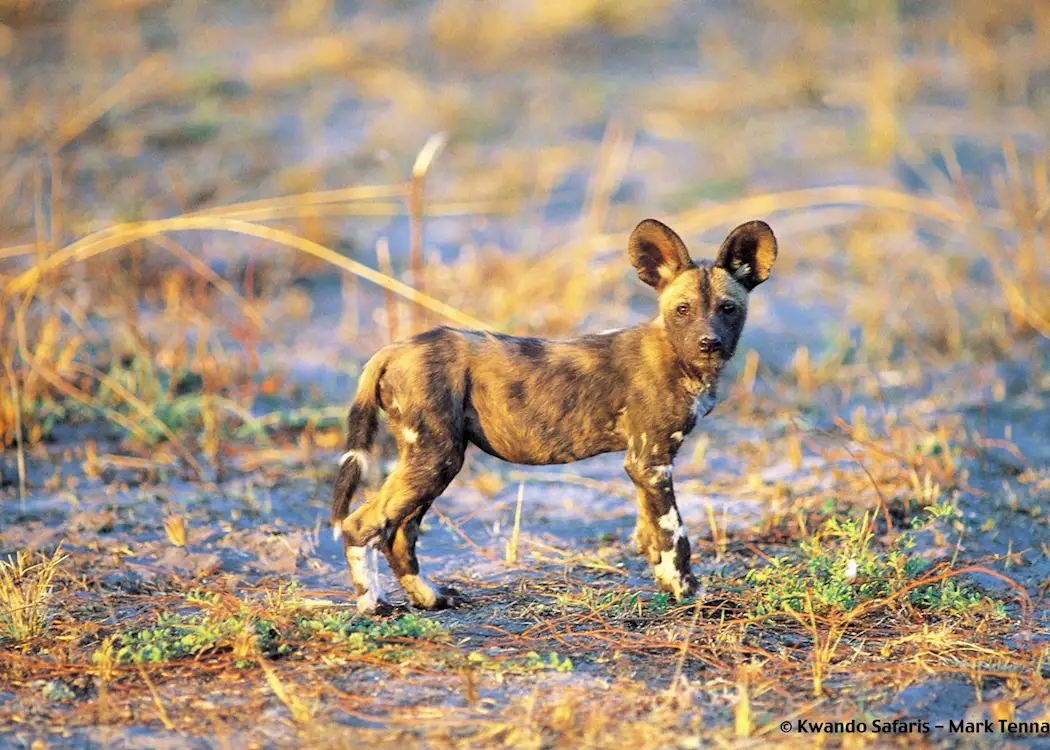 Wild dog puppy, Kwando Concession, Botswana