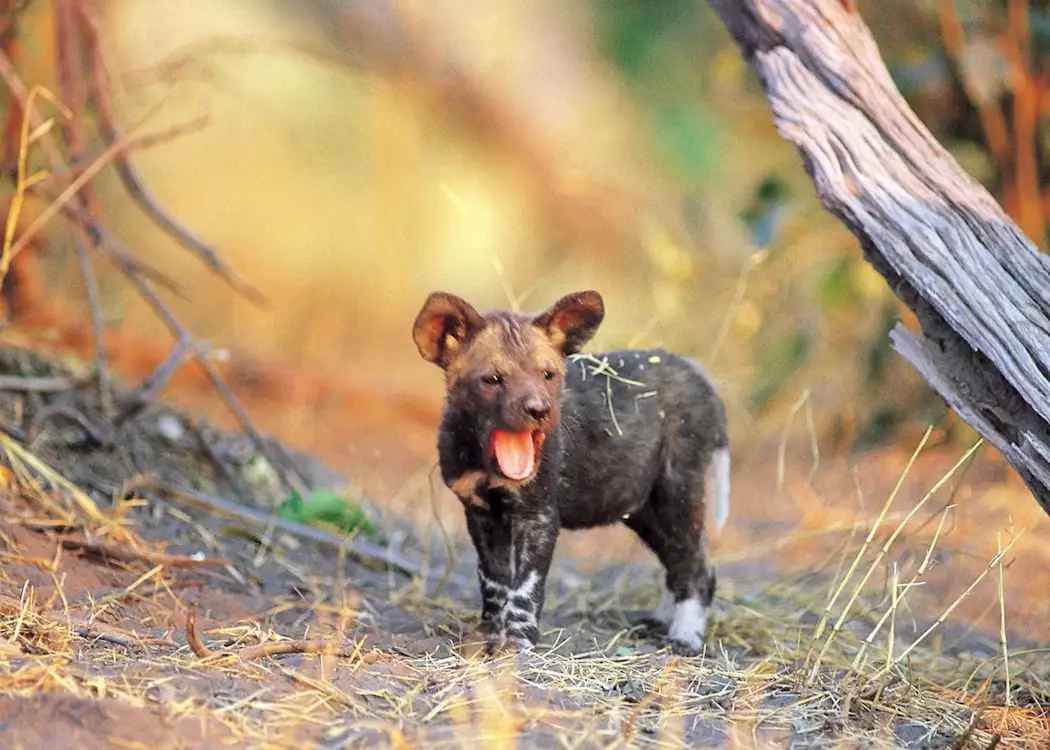 Wild dog puppy yawning, Kwando Concession, Botswana