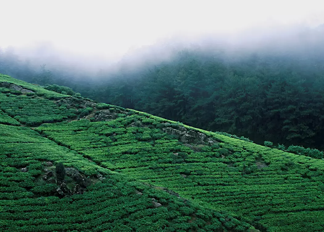 The Tea Country