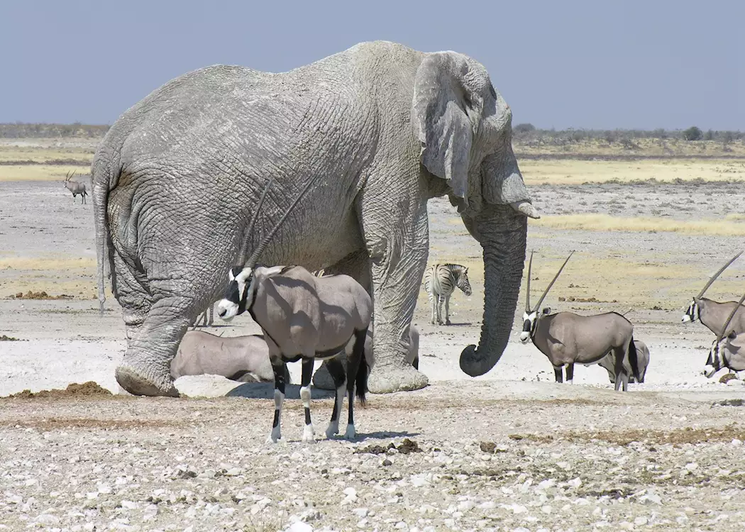 Elephant in Etosha National Park