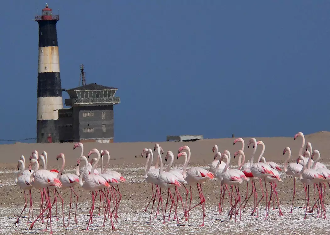 Flamingos at Pelican Point