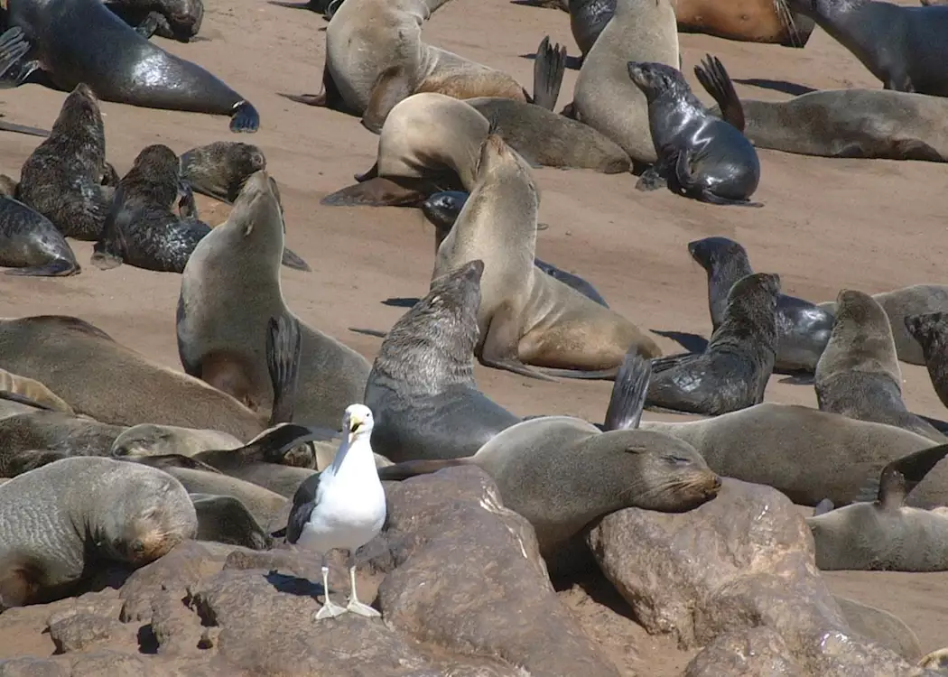 Seals, Swakopmund, Namibia