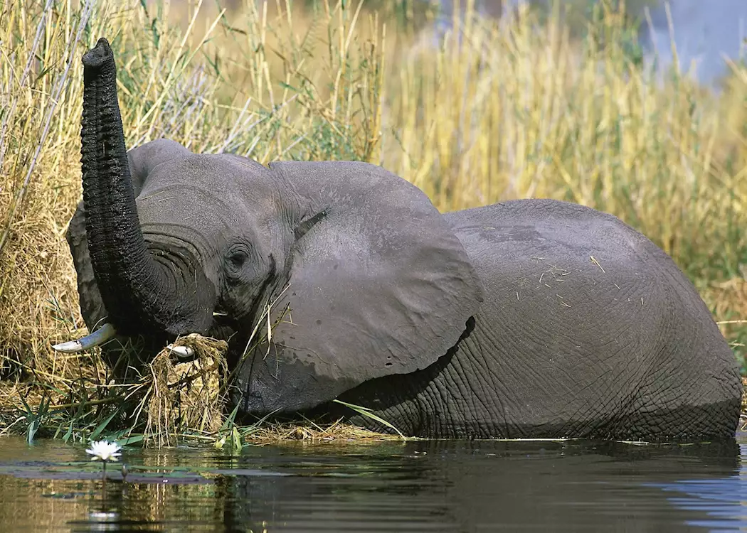 Elephant in the reeds