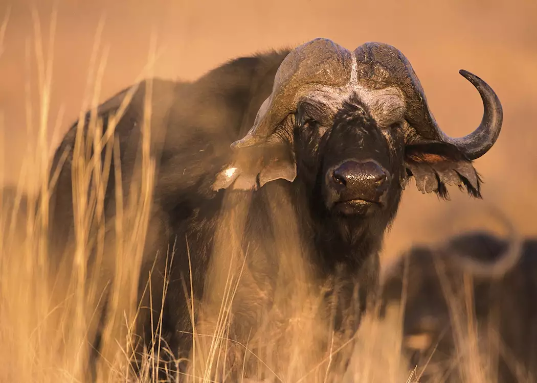 Buffalo, Namibia