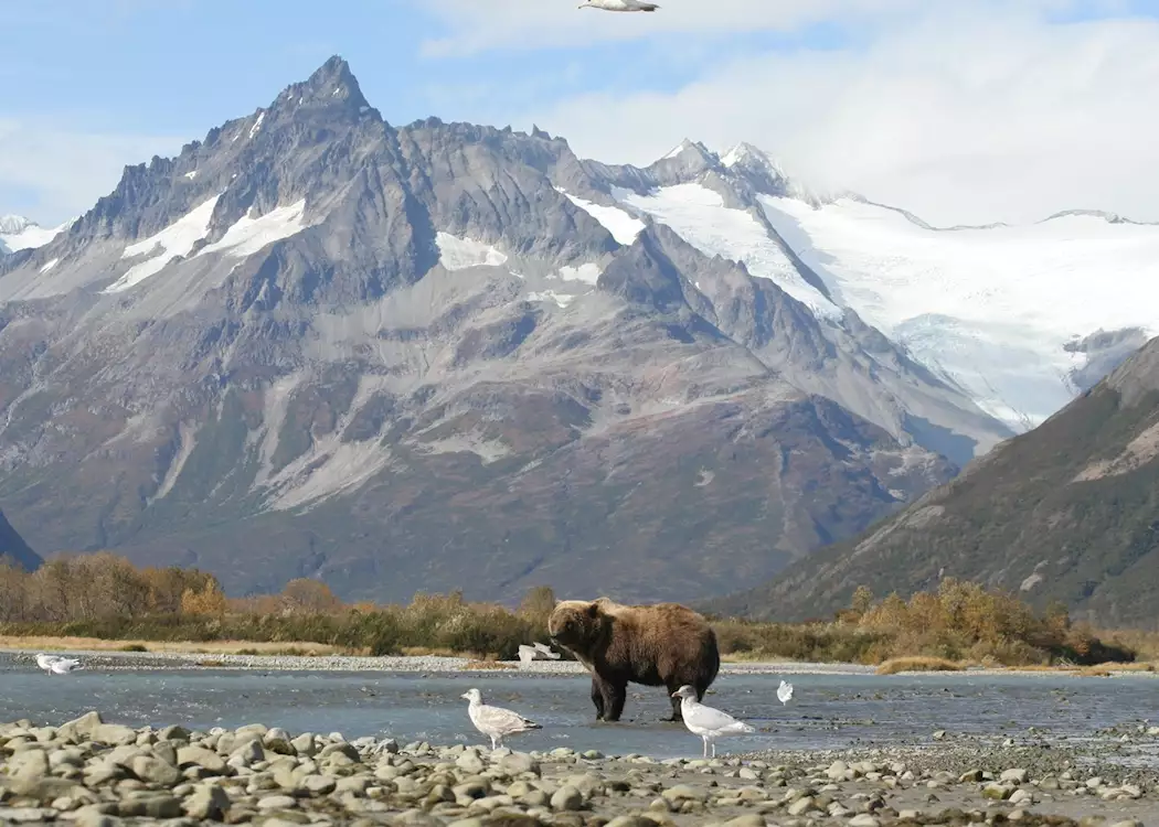 Bears in Alaska's Hallo Bay Are Changing What They Eat