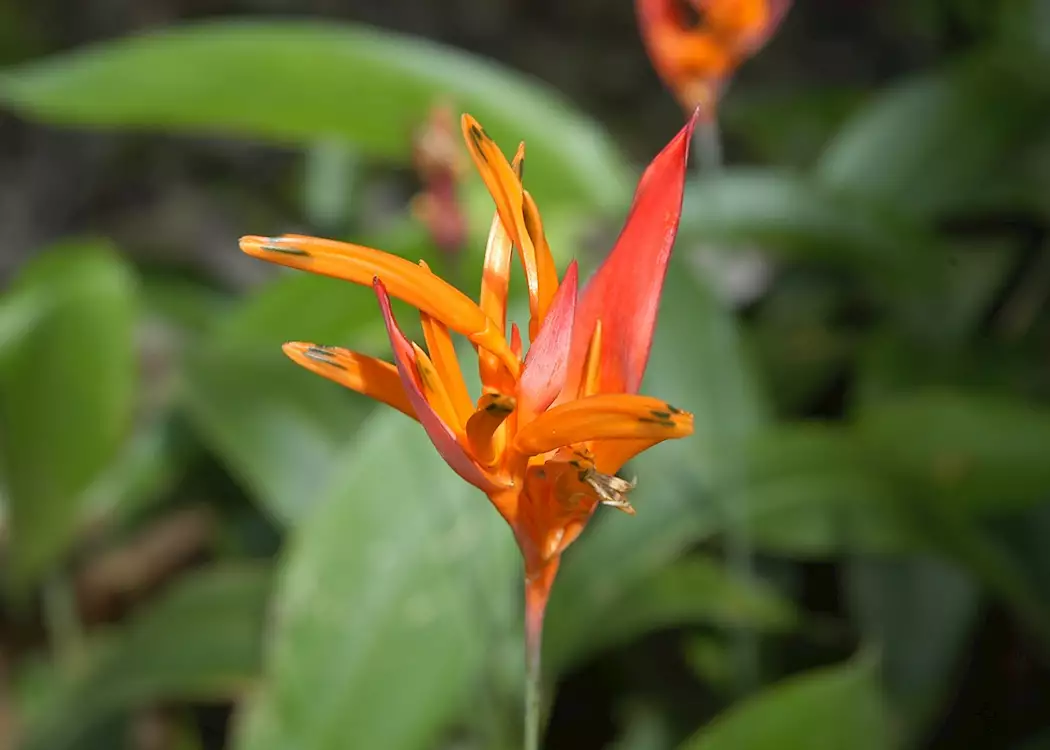 Beautiful flora, Costa Rica