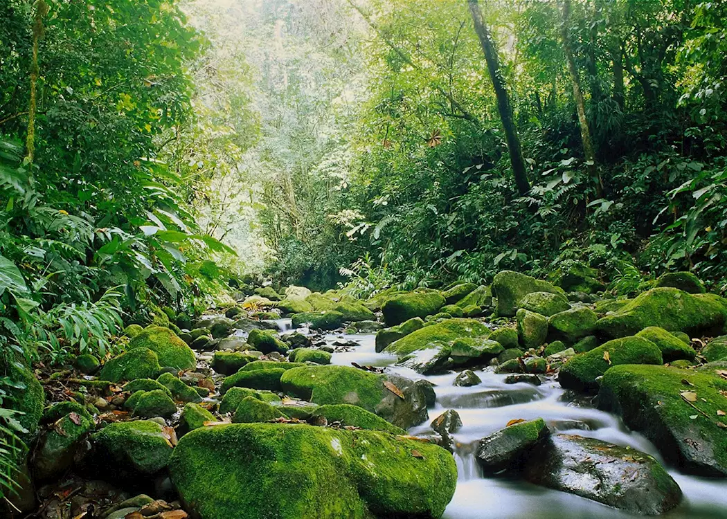 Monteverde Cloud Forest, Costa Rica