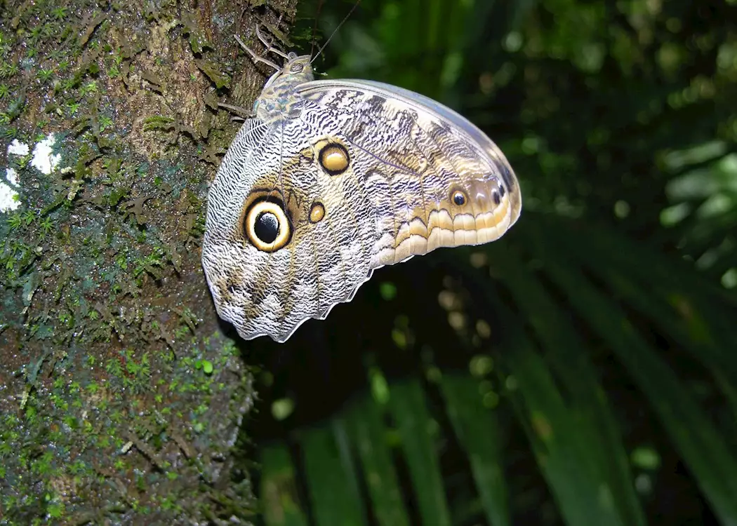 Owl butterfly, Costa Rica