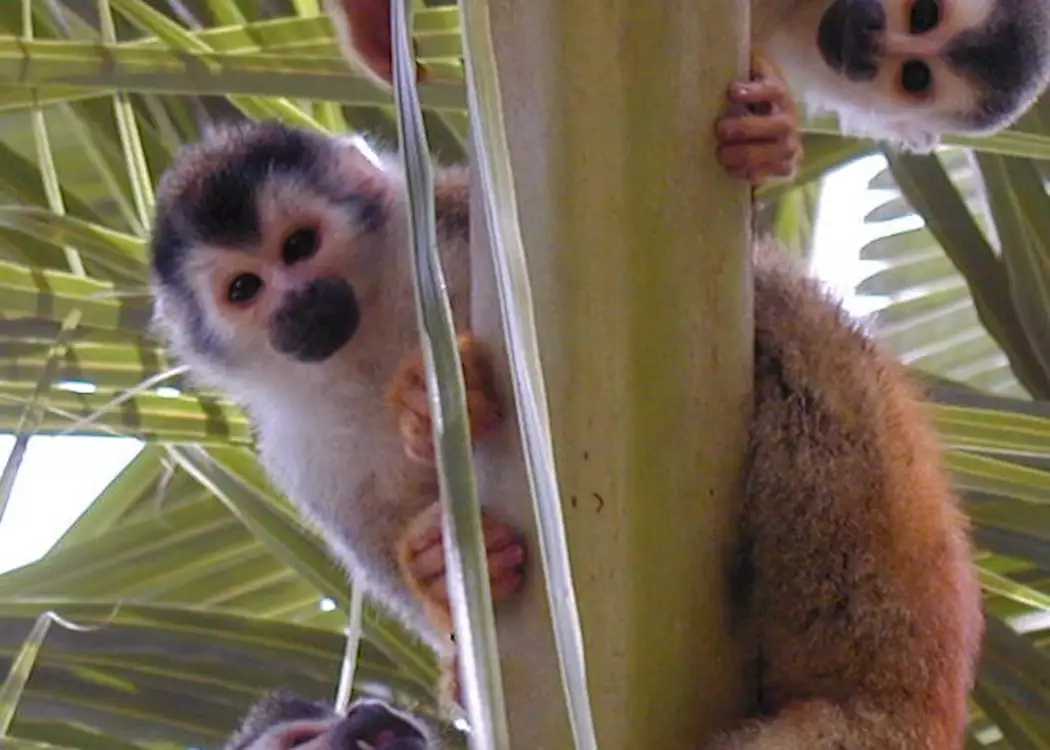 Squirrel Monkeys, Osa Peninsula