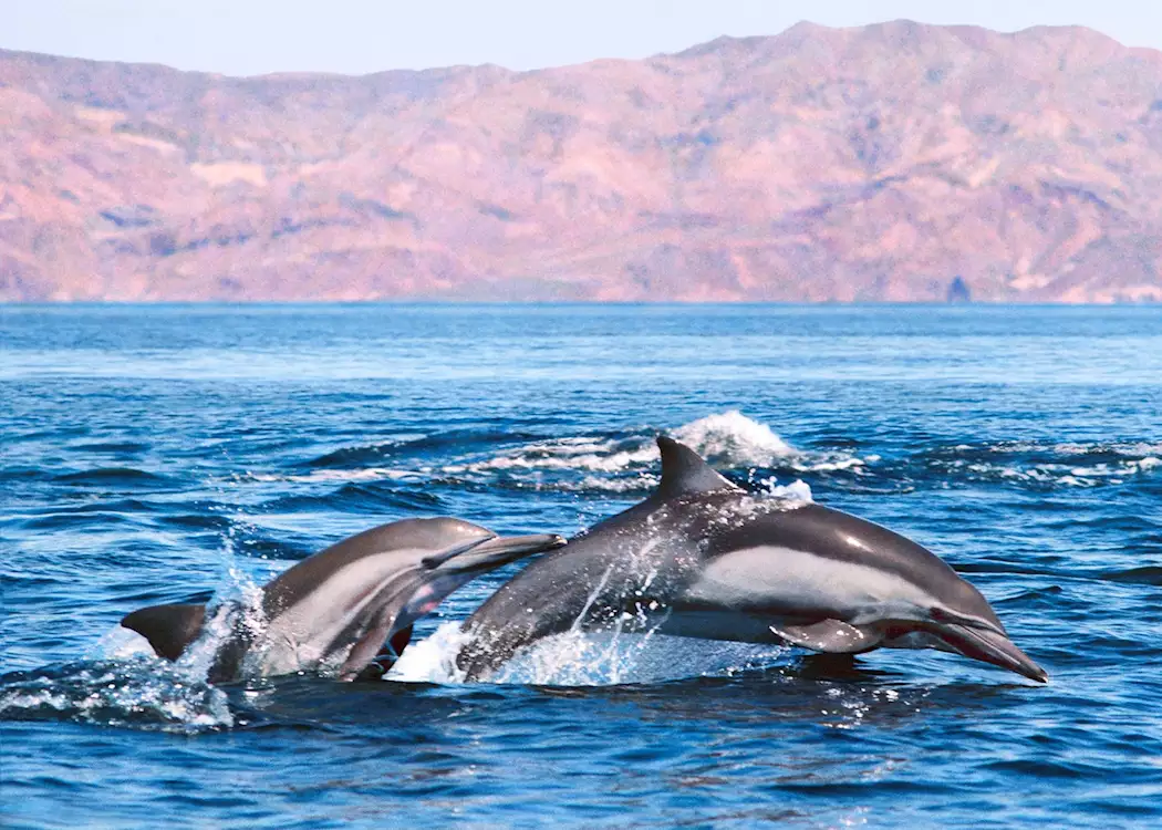 Dolphins, Baja California
