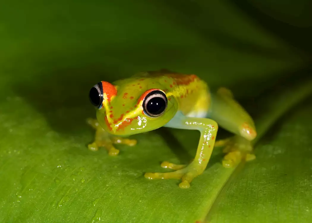 Frog, Andasibe-Mantadia National Park, Madagascar