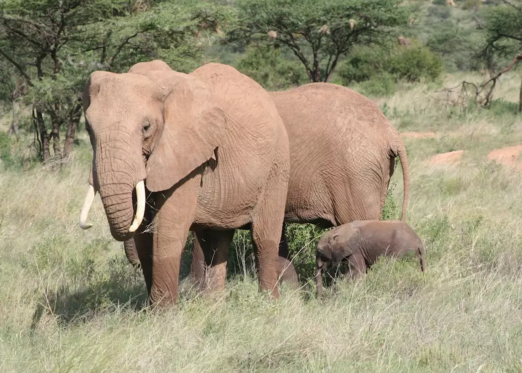 Elephant family, Samburu game reserve