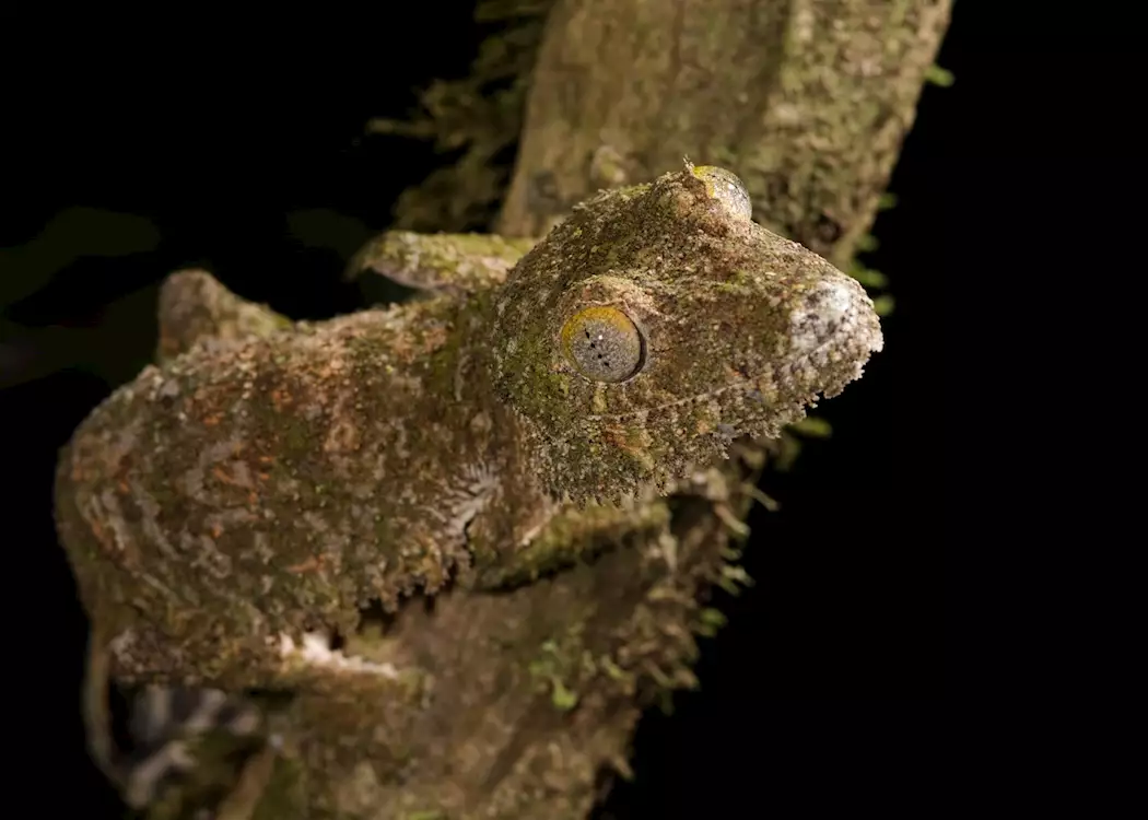 Gecko, Amber Mountain National Park (Montagne D'Ambre), Madagascar