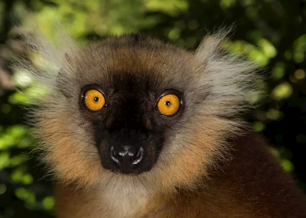 Female black lemur, Nosy Komba, Madagascar