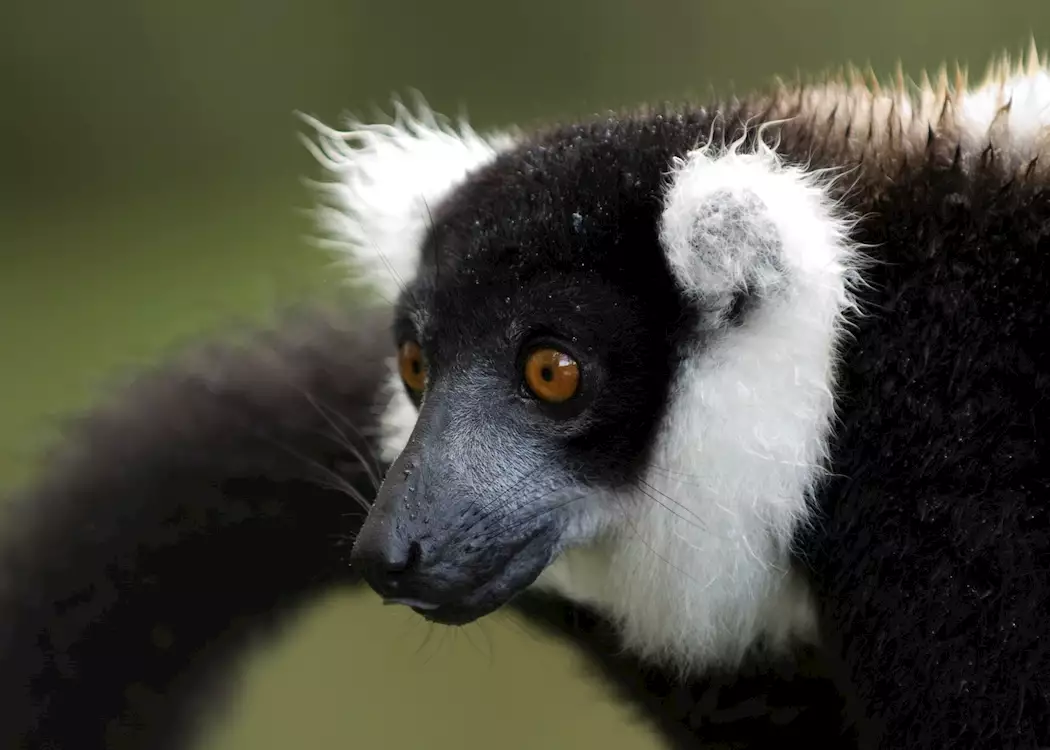 Black and white ruffed lemur, Madagascar