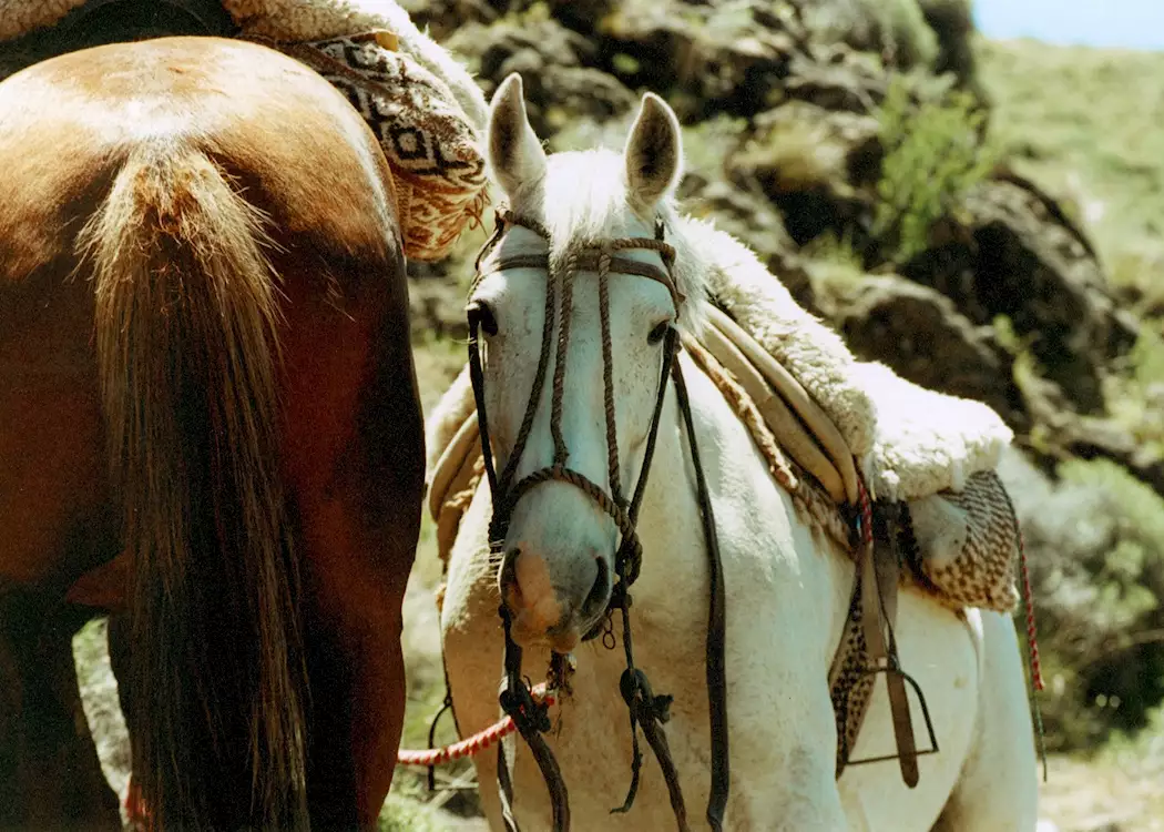 Argentinean horses