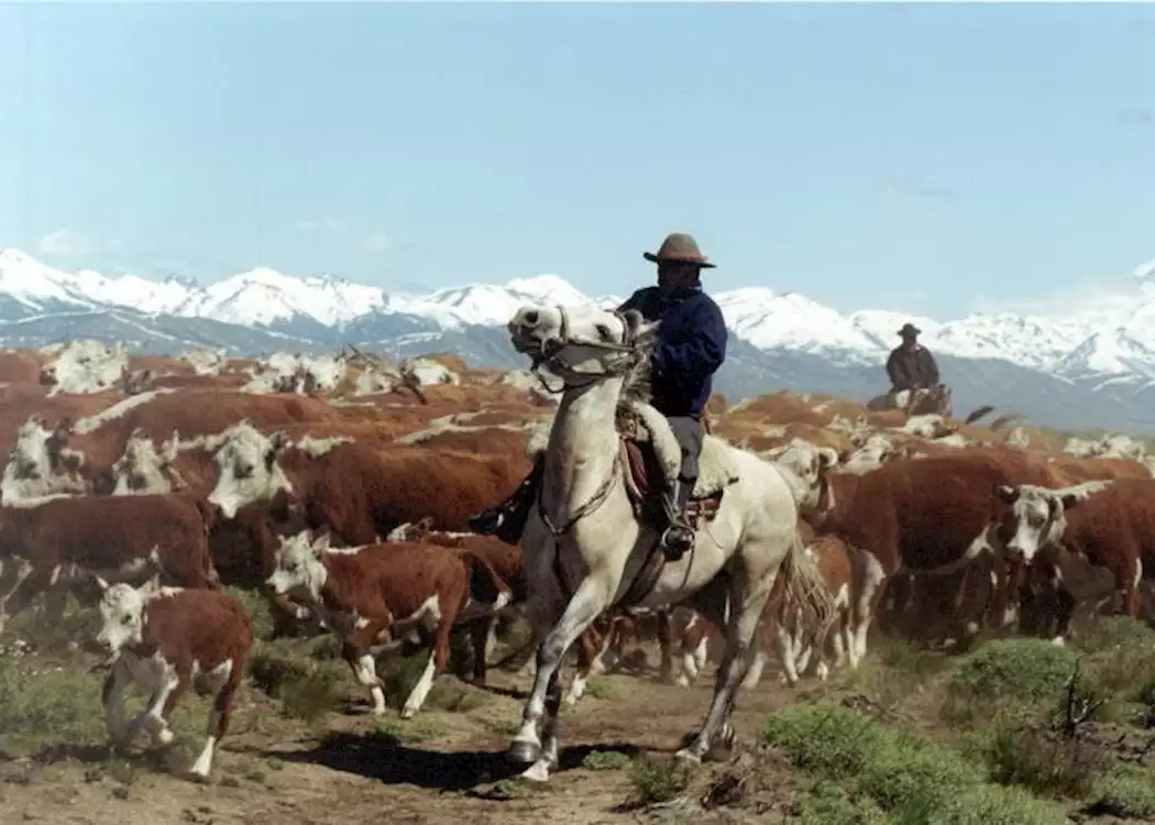 Herding cattle in San Martin de los Andes