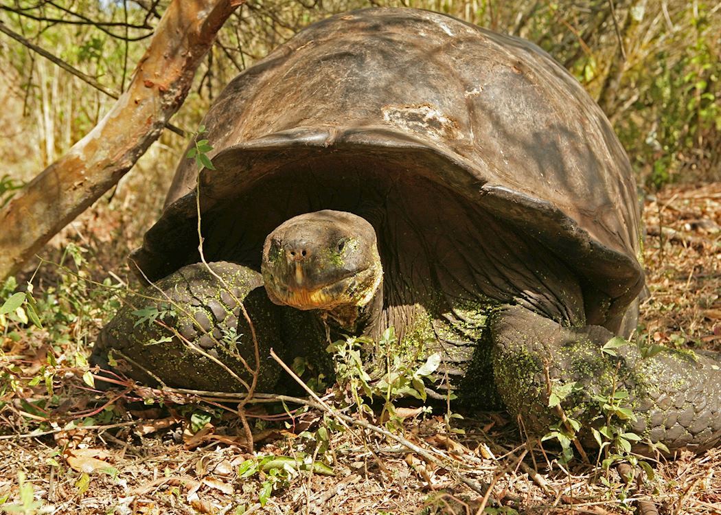 Galapagos Islands Holidays 2024 & 2025 - Tailor-Made from Audley Travel UK