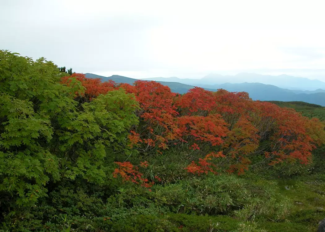 Red leaves on Mount Asahidake