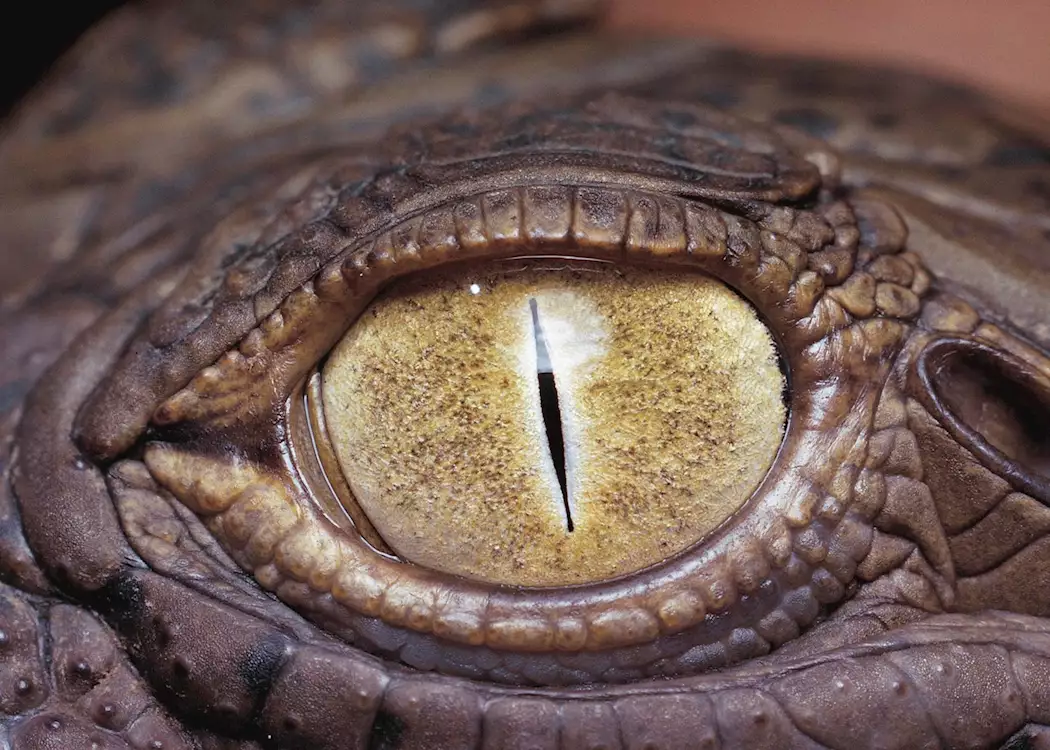 Crocodile eye, Zambia