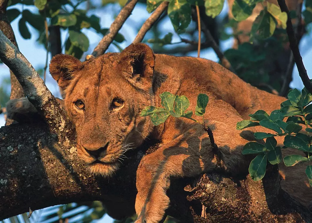 Tree climbing lion of the Busanga Plains