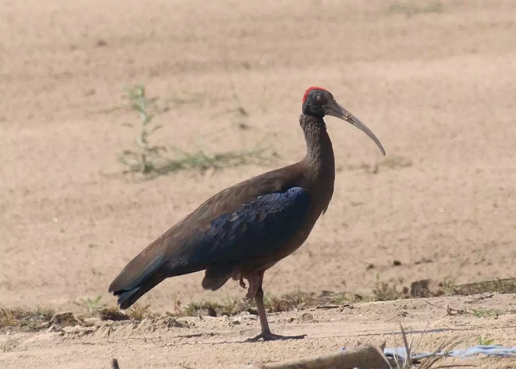 Black ibis, Chambal Safari Lodge, India