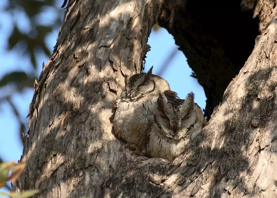 Collared Scops Owl, Kanha National Park, India