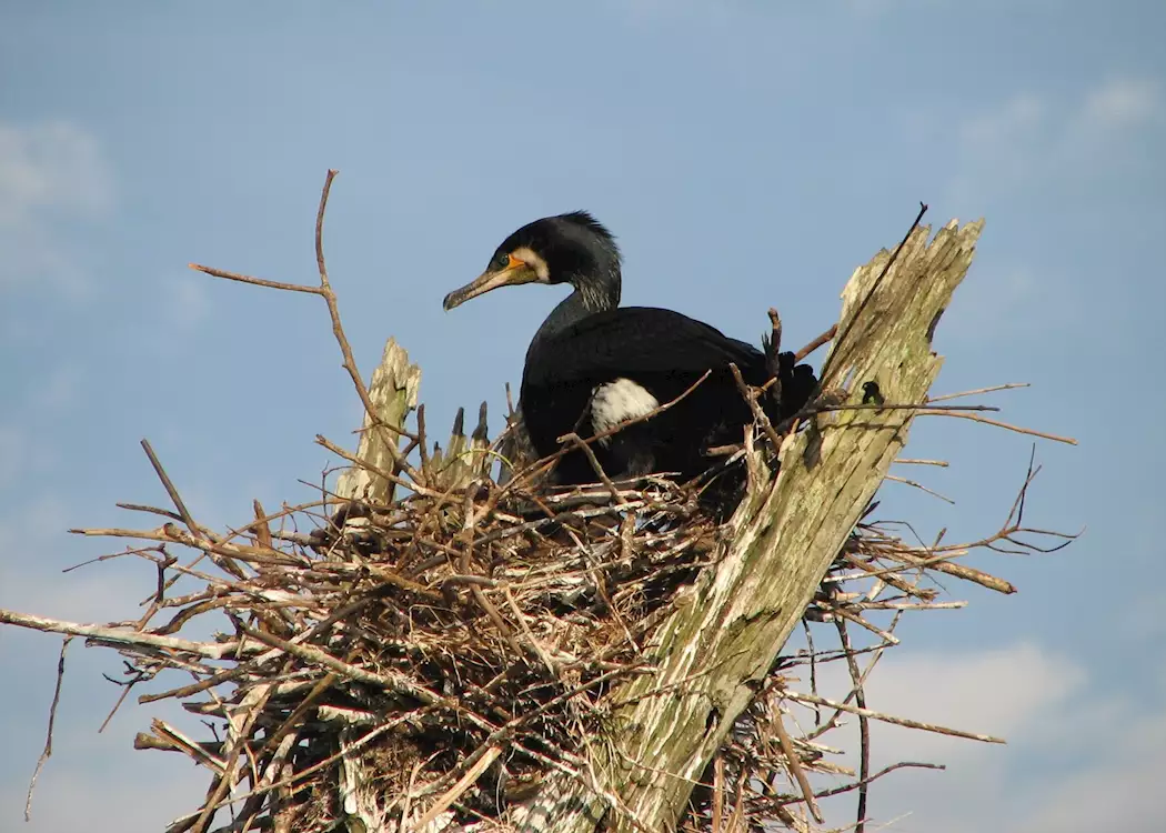 Nesting cormorant, Periyar National Park