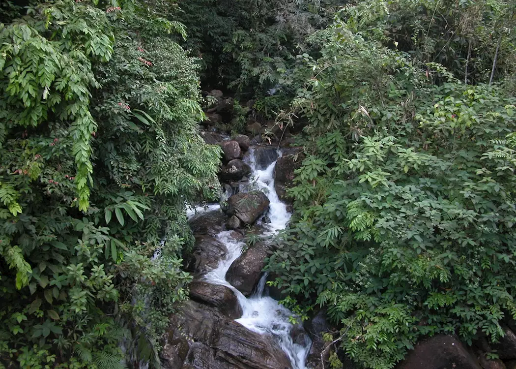 Jungles at Sinharaja, Sri Lanka